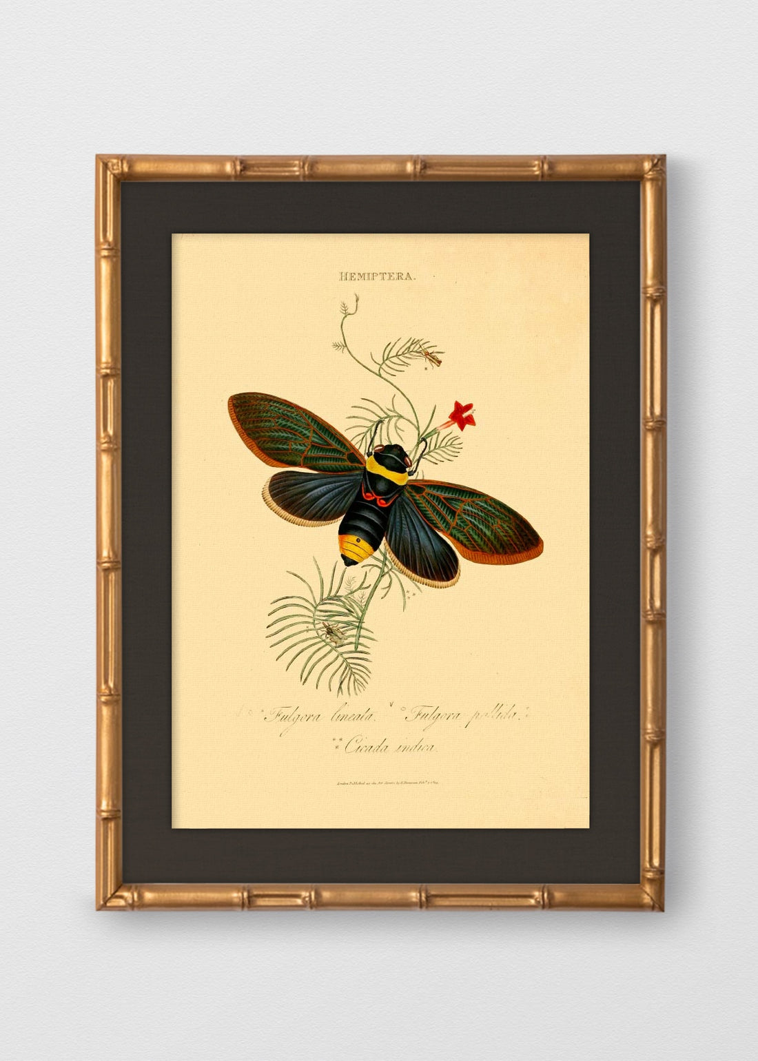 BAMBÚ DORADO ANTIGUO LINO NEGRO