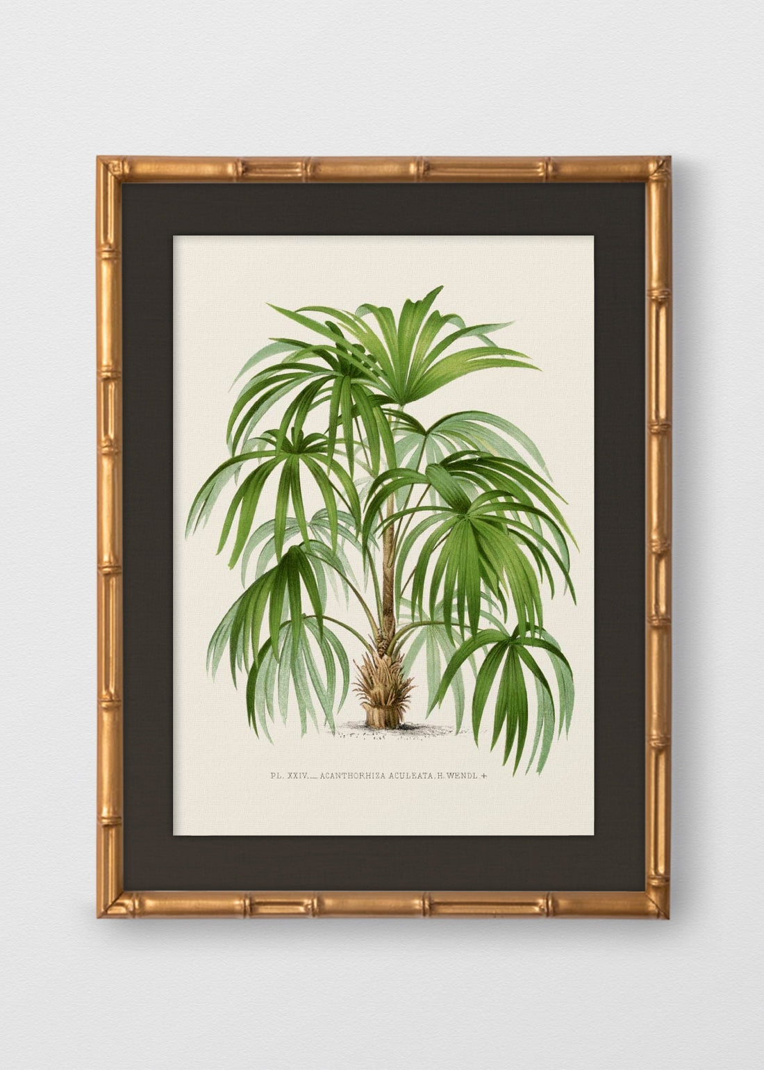 BAMBÚ DORADO ANTIGUO LINO NEGRO