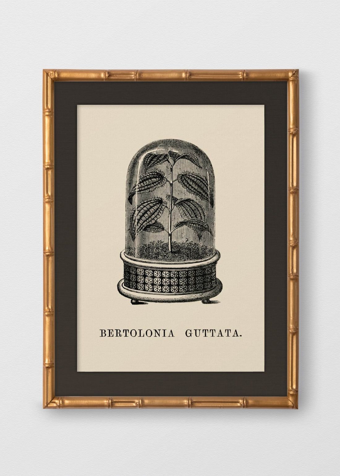 BAMBÚ DORADO ANTIGUO LINO NEGRO