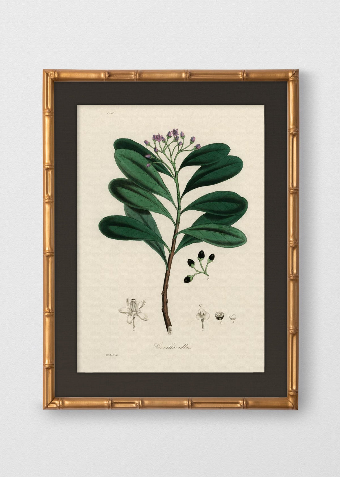 BAMBÚ DORADO ANTIGUO LINO NEGRO