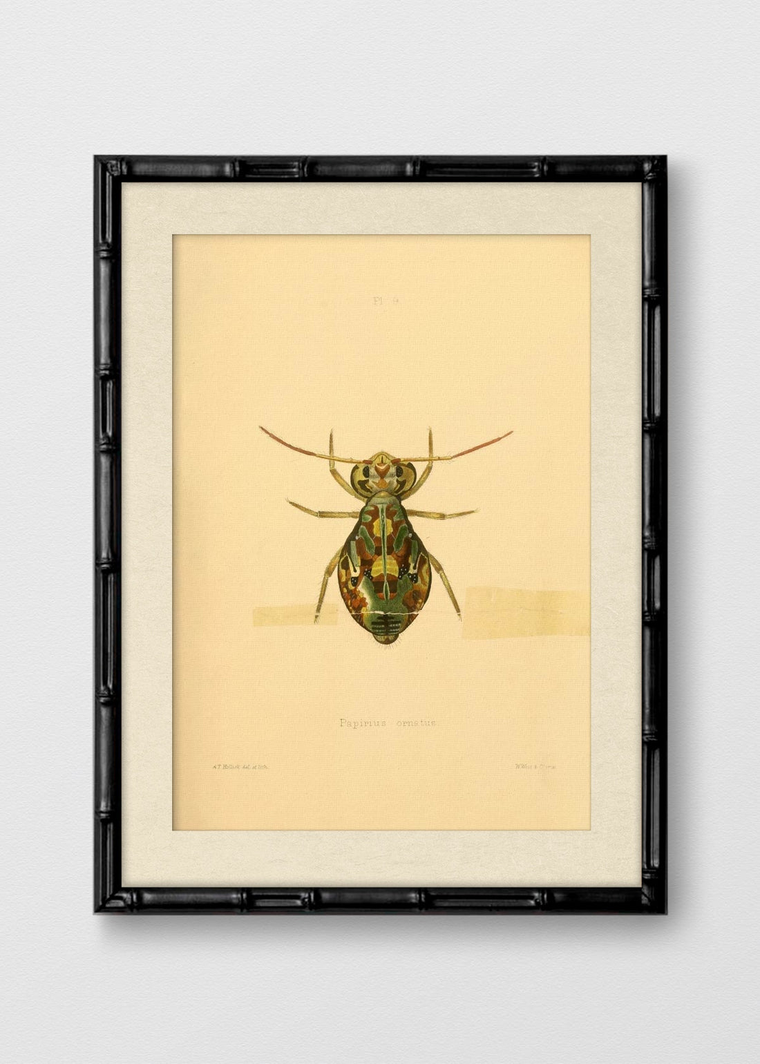 BAMBÚ NEGRO BLANCO INVIERNO