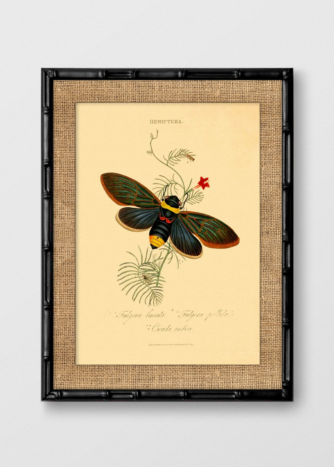 BAMBÚ NEGRO ARPILLERA