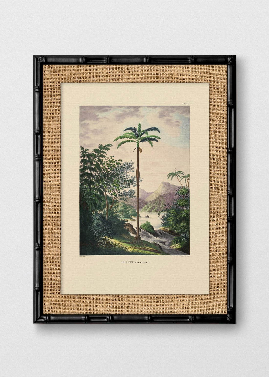 BAMBÚ NEGRO ARPILLERA