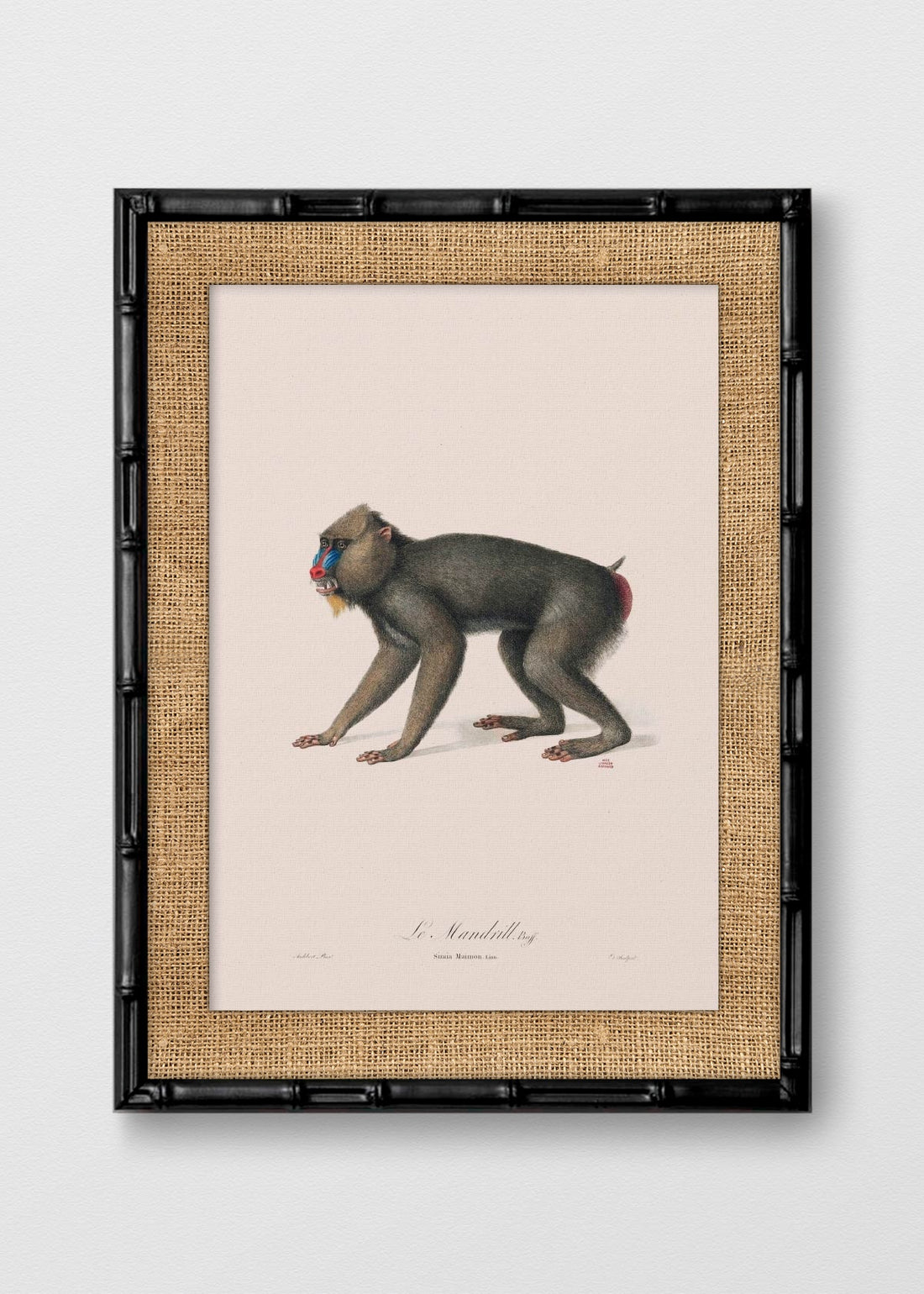 BAMBÚ NEGRO ARPILLERA