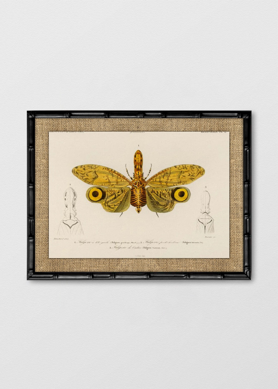 BAMBÚ NEGRO ARPILLERA