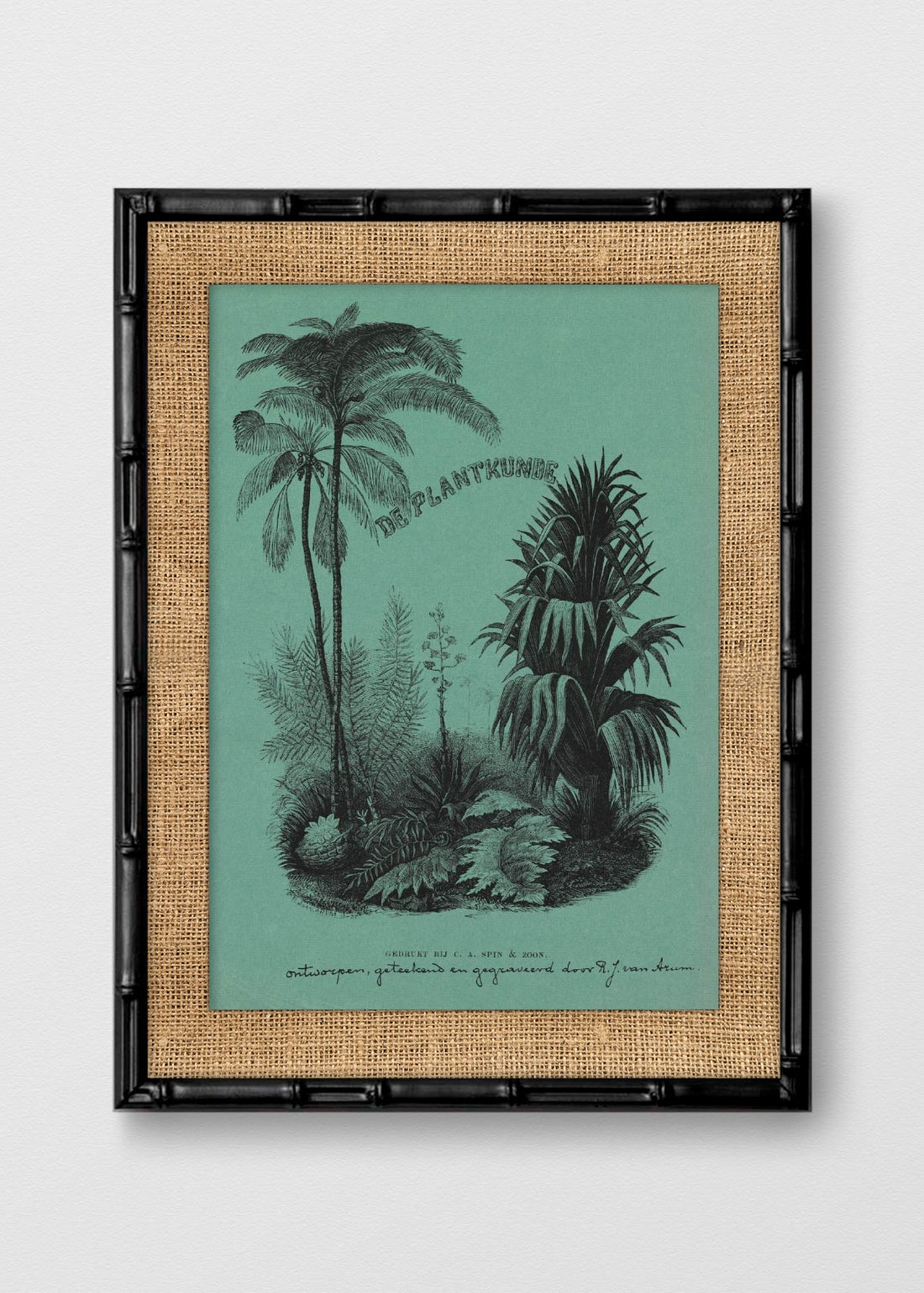 BAMBÚ NEGRO ARPILLERA