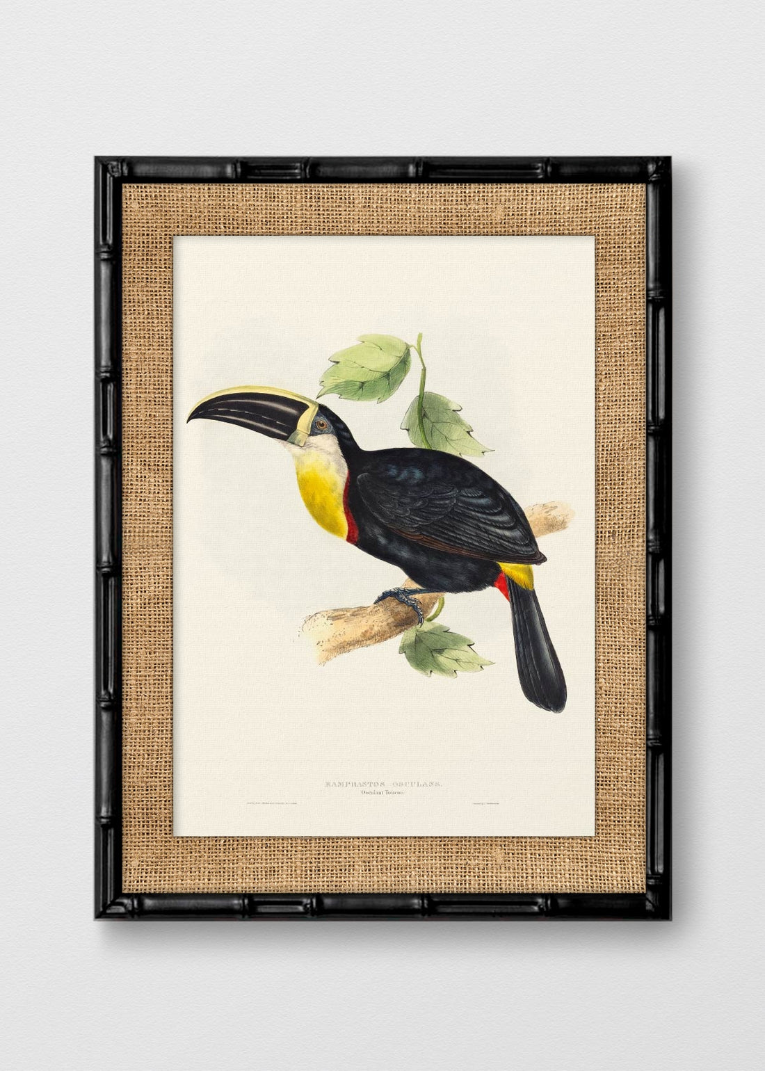 BAMBÚ NEGRO ARPILLERA