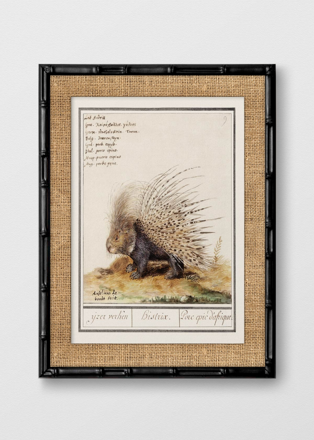 BAMBÚ NEGRO ARPILLERA