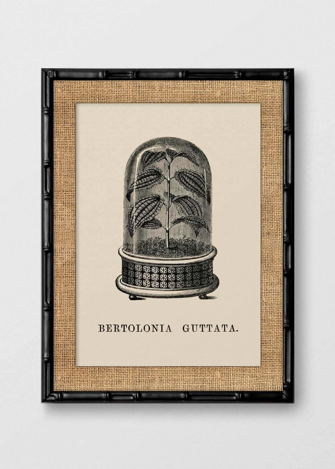 BAMBÚ NEGRO ARPILLERA