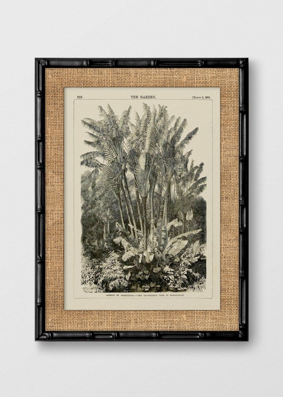BAMBÚ NEGRO ARPILLERA