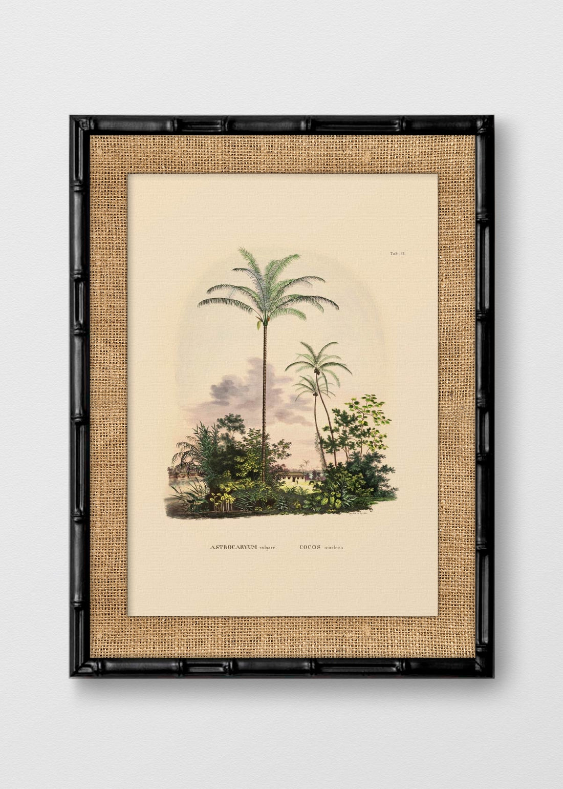 BAMBÚ NEGRO ARPILLERA