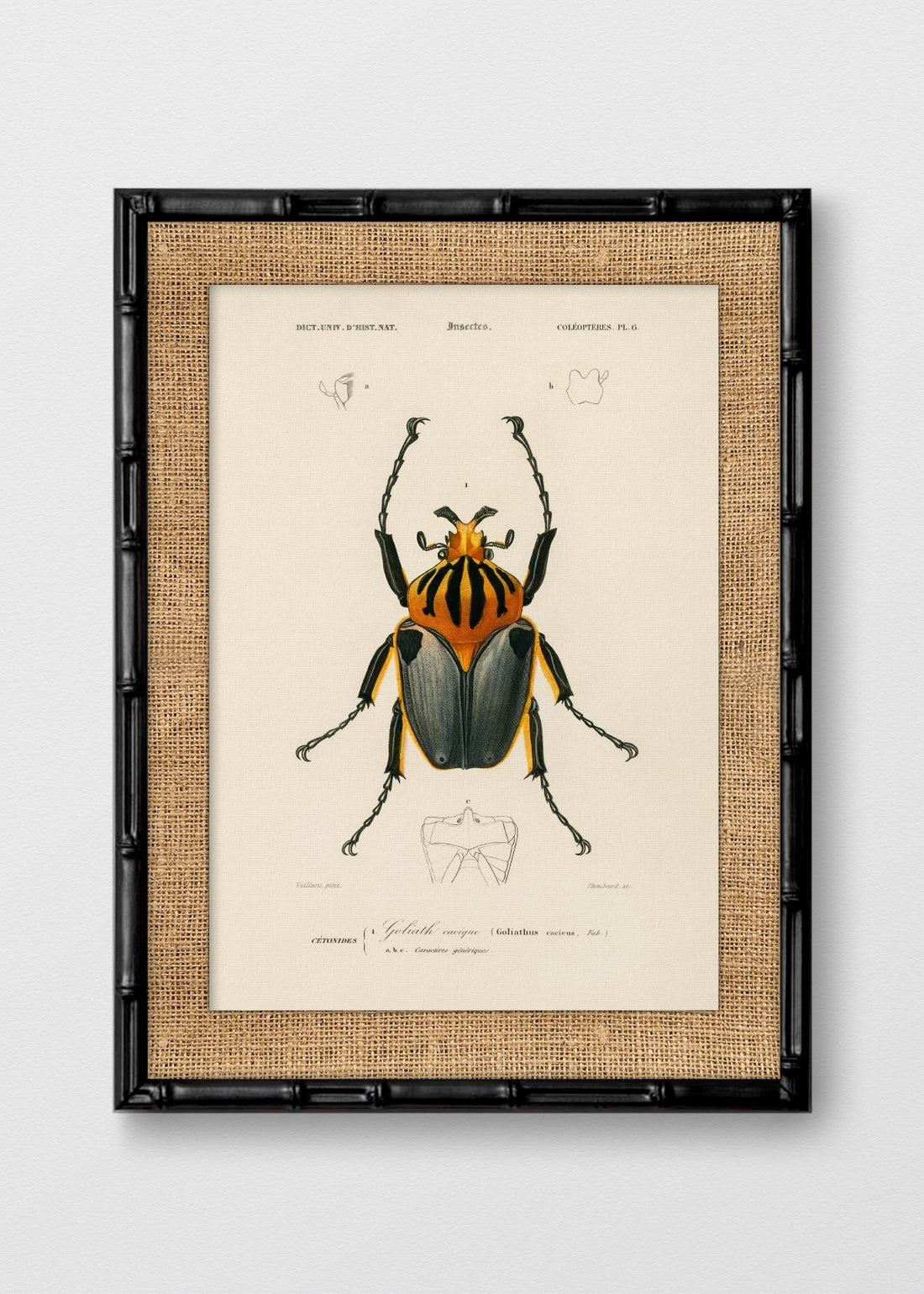 BAMBÚ NEGRO ARPILLERA