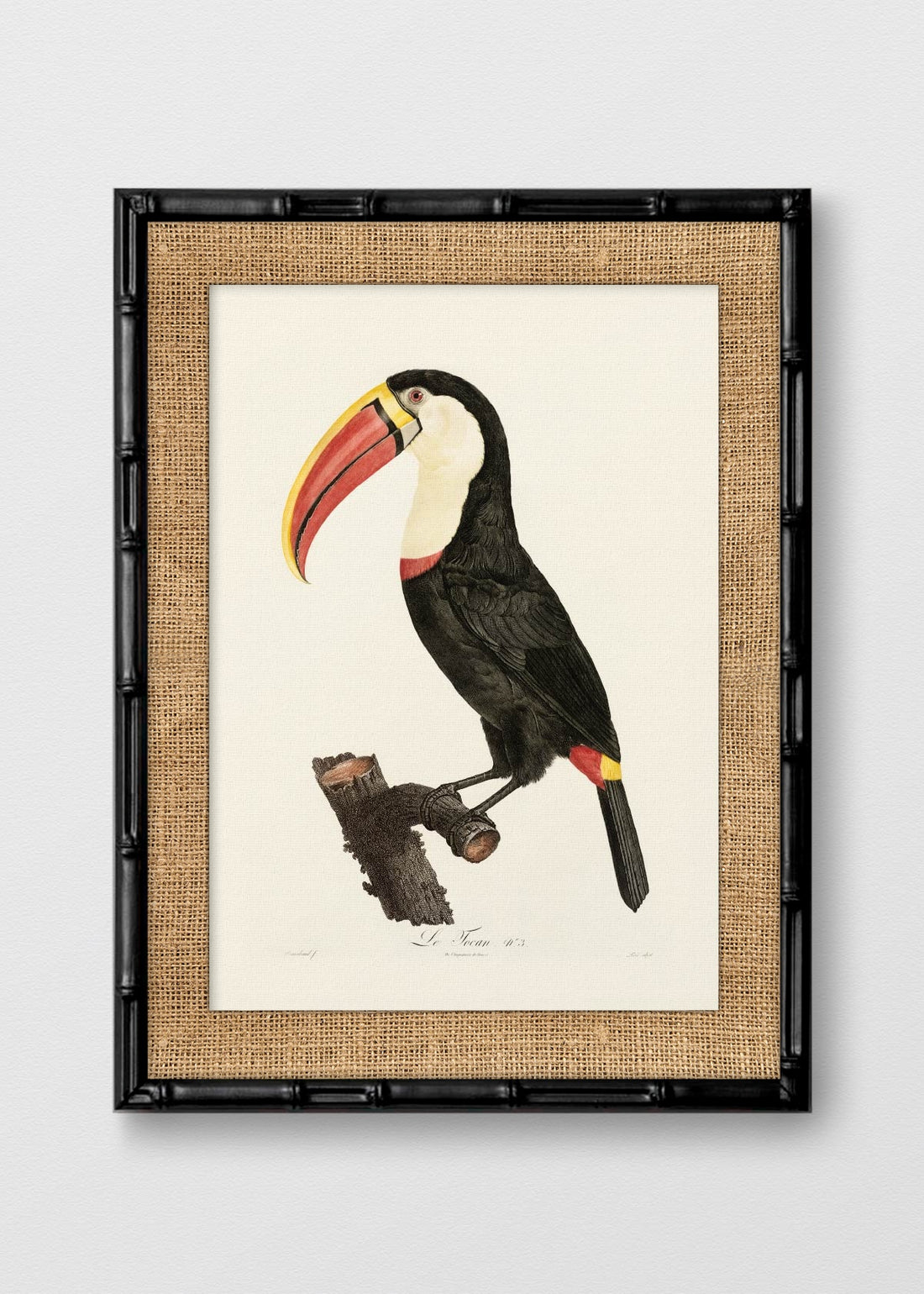 BAMBÚ NEGRO ARPILLERA