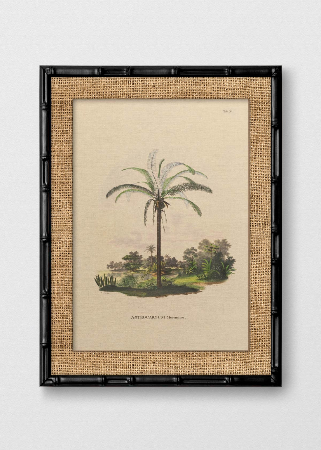 BAMBÚ NEGRO ARPILLERA