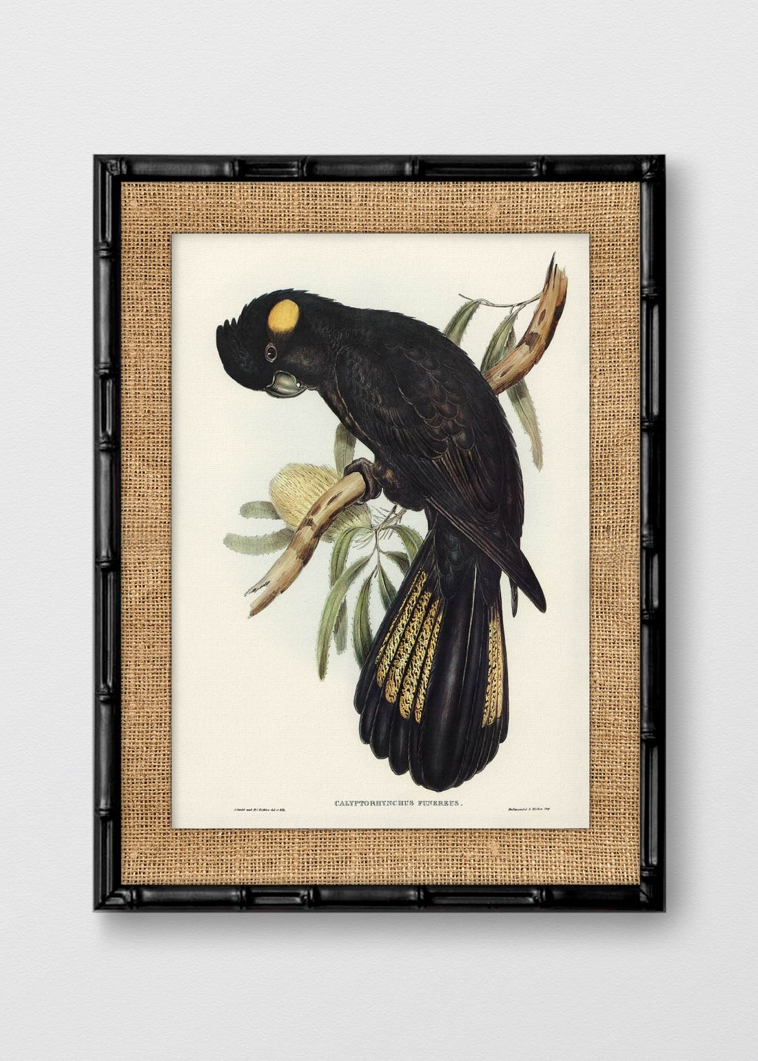 BAMBÚ NEGRO ARPILLERA
