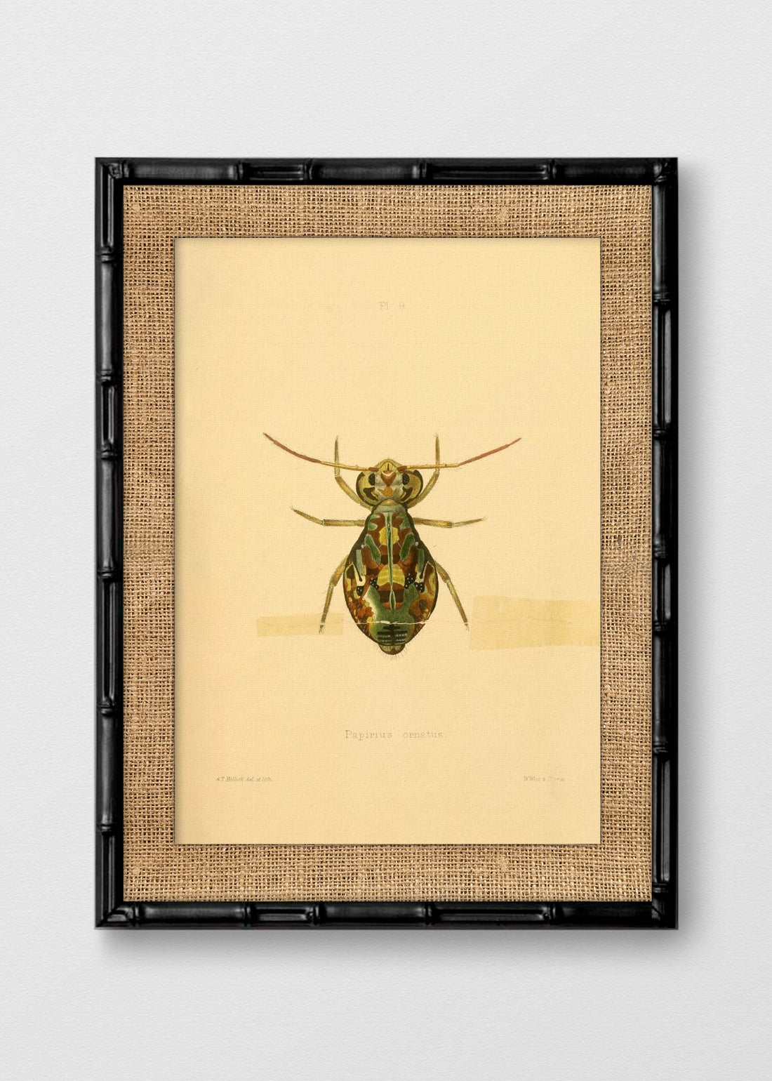 BAMBÚ NEGRO ARPILLERA
