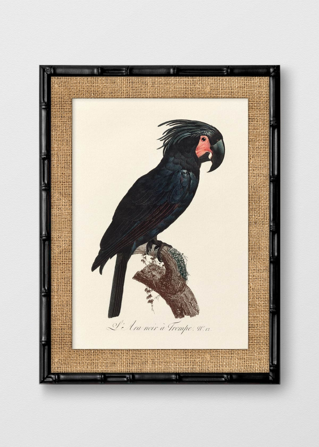 BAMBÚ NEGRO ARPILLERA