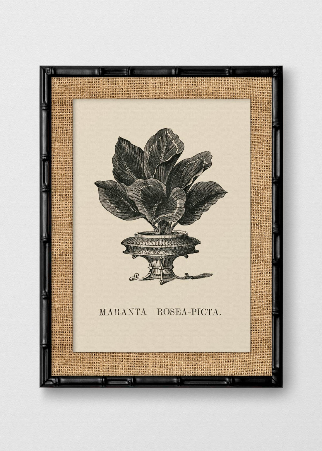 BAMBÚ NEGRO ARPILLERA