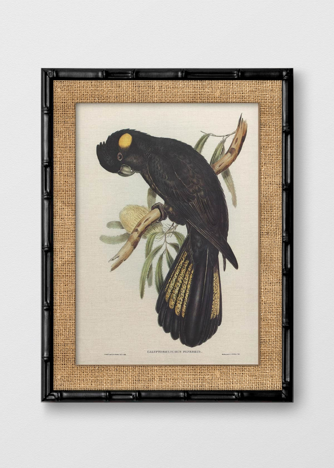 BAMBÚ NEGRO ARPILLERA