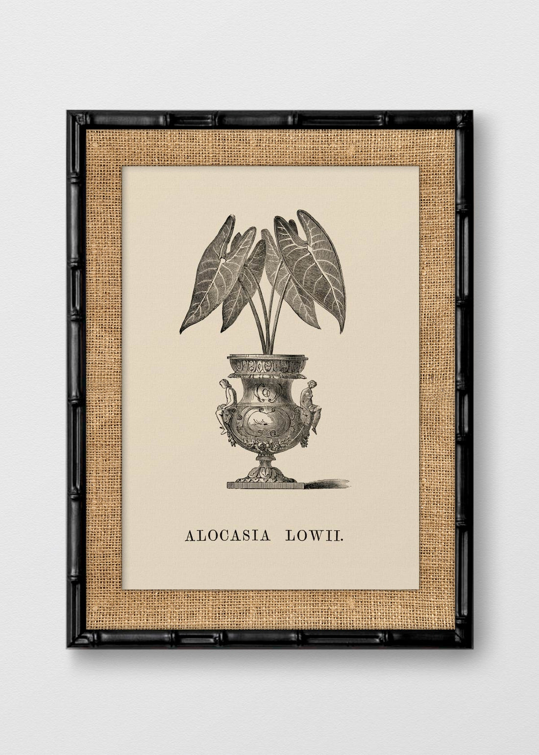 BAMBÚ NEGRO ARPILLERA