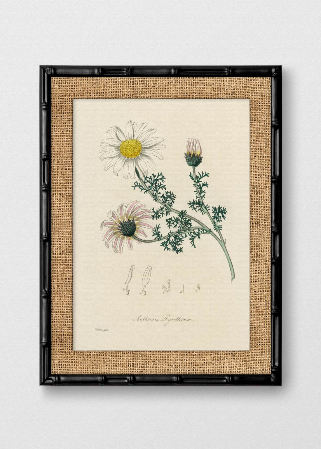 BAMBÚ NEGRO ARPILLERA