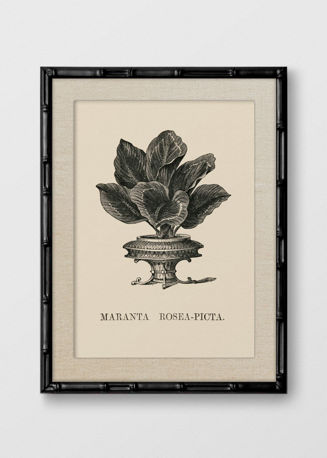BAMBÚ NEGRO LINO CRUDO