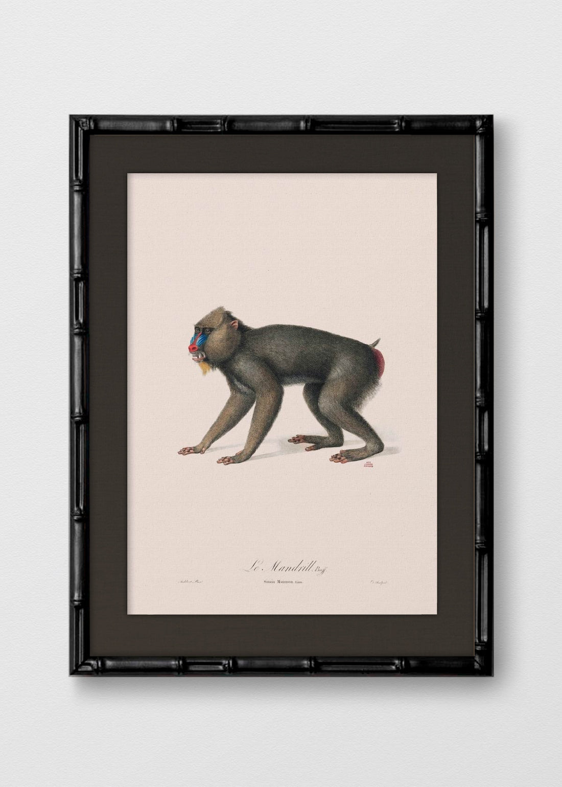 BAMBÚ NEGRO LINO NEGRO