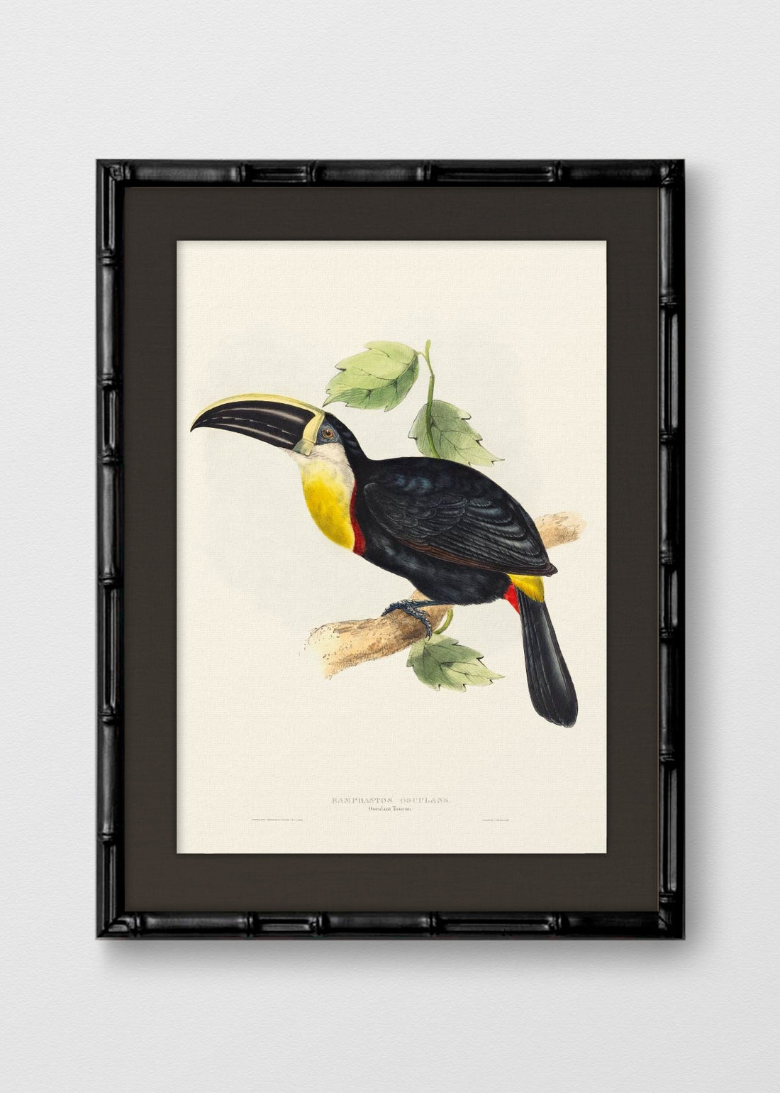 BAMBÚ NEGRO LINO NEGRO