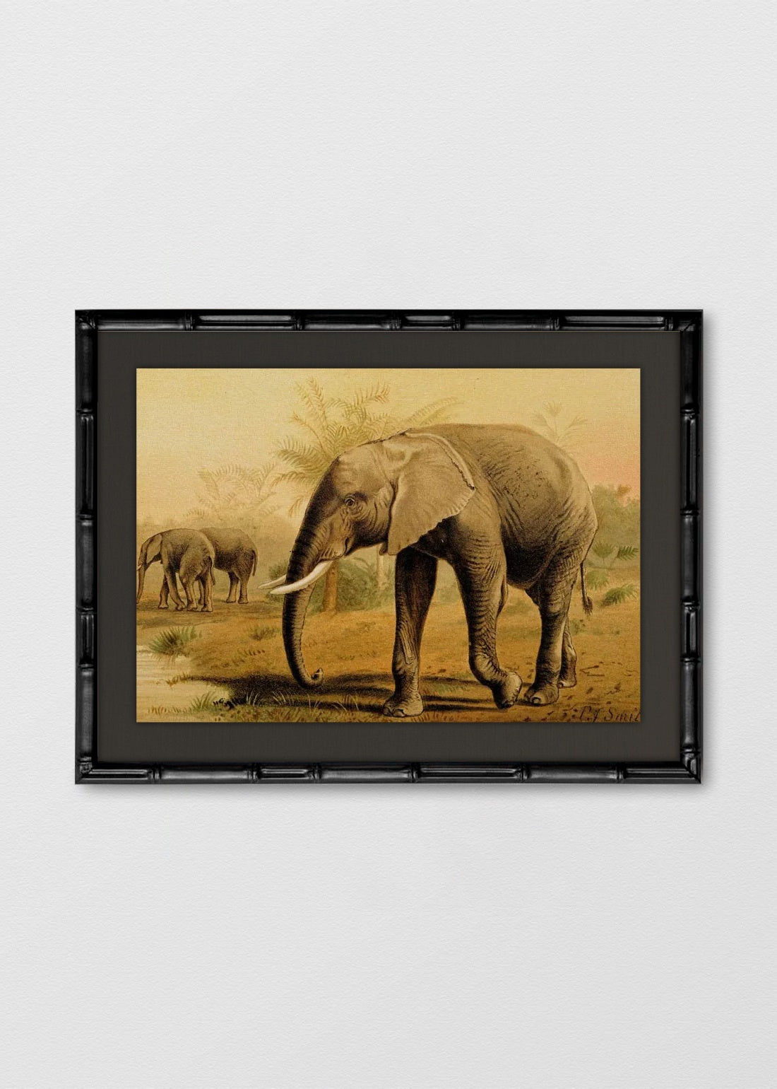 BAMBÚ NEGRO LINO NEGRO
