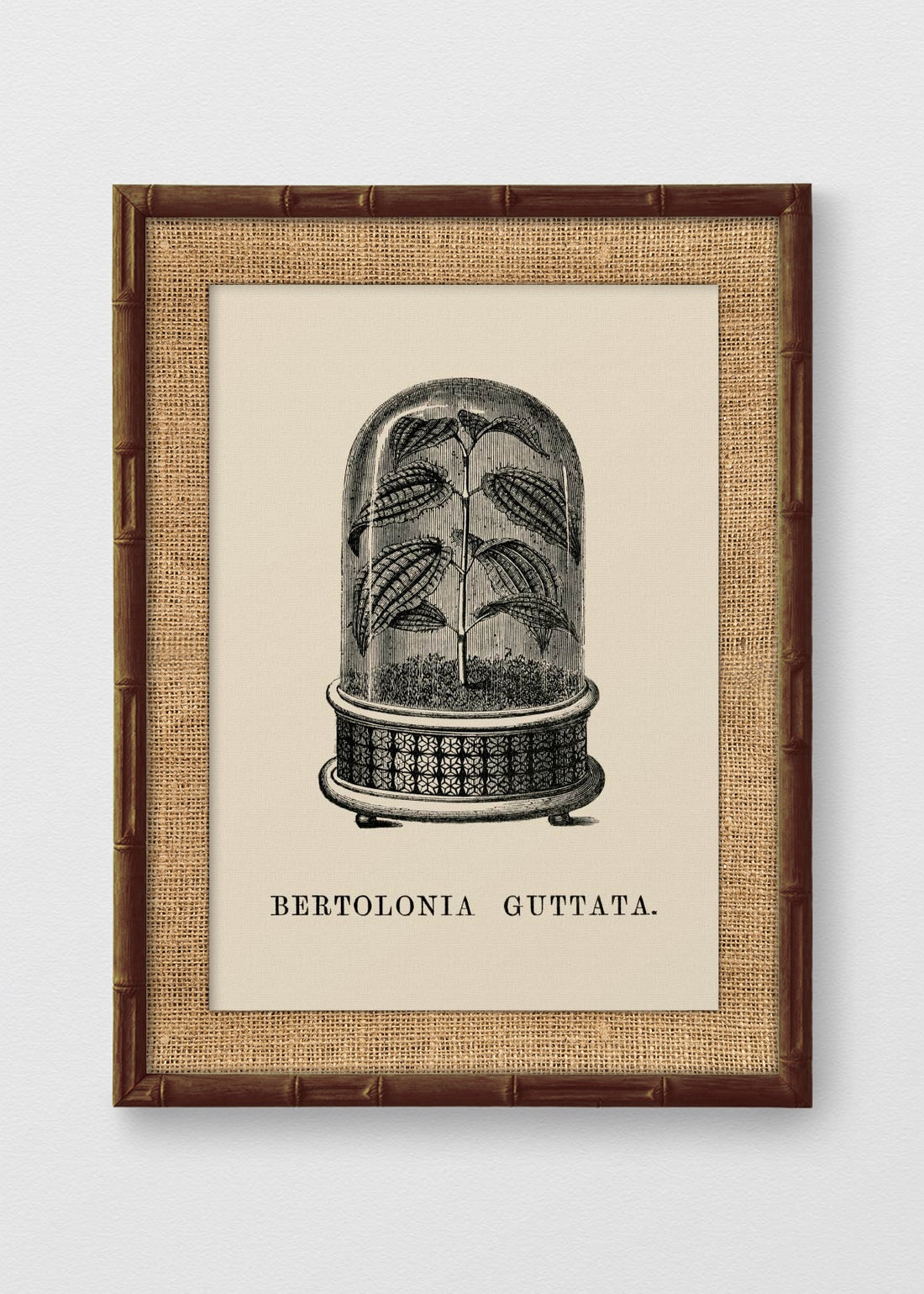 BAMBÚ TINTE NOGAL ARPILLERA