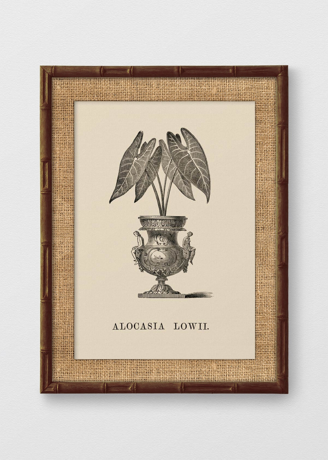 BAMBÚ TINTE NOGAL ARPILLERA
