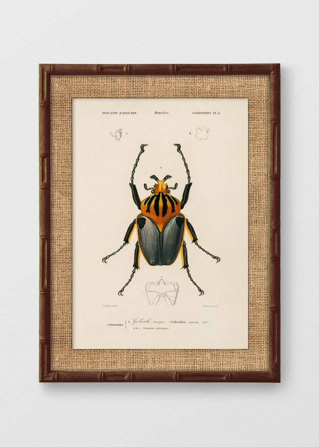 BAMBÚ TINTE NOGAL ARPILLERA