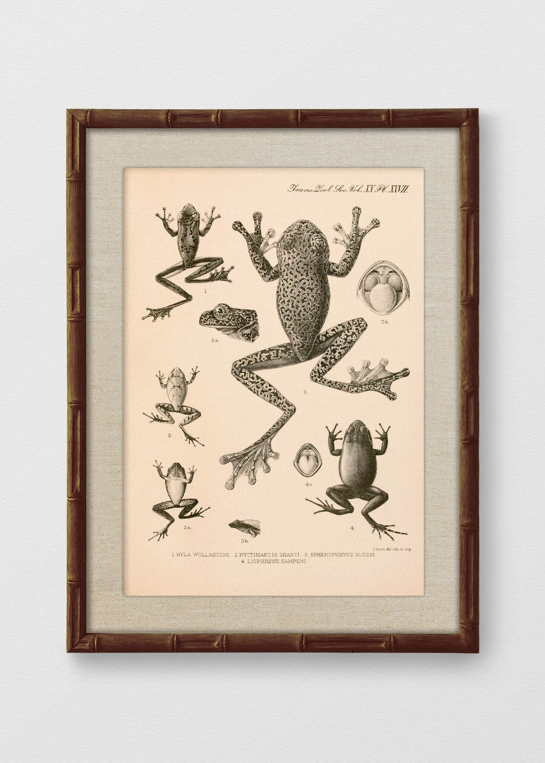 BAMBÚ TINTE NOGAL LINO CRUDO