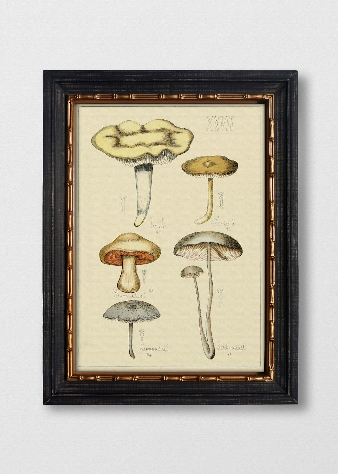 VINTAGE BAMBÚ IMPERIAL NO