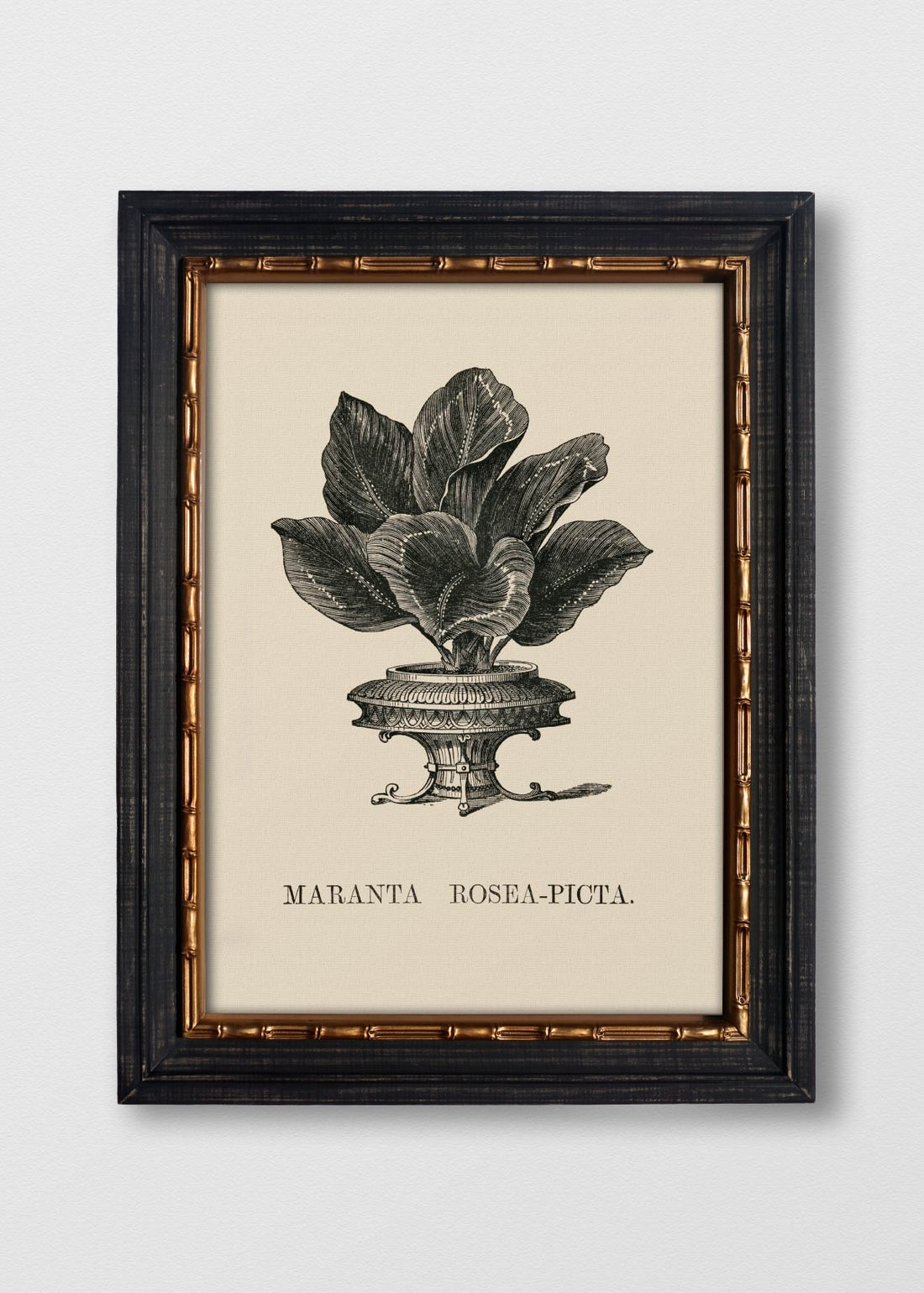 VINTAGE BAMBÚ IMPERIAL NO