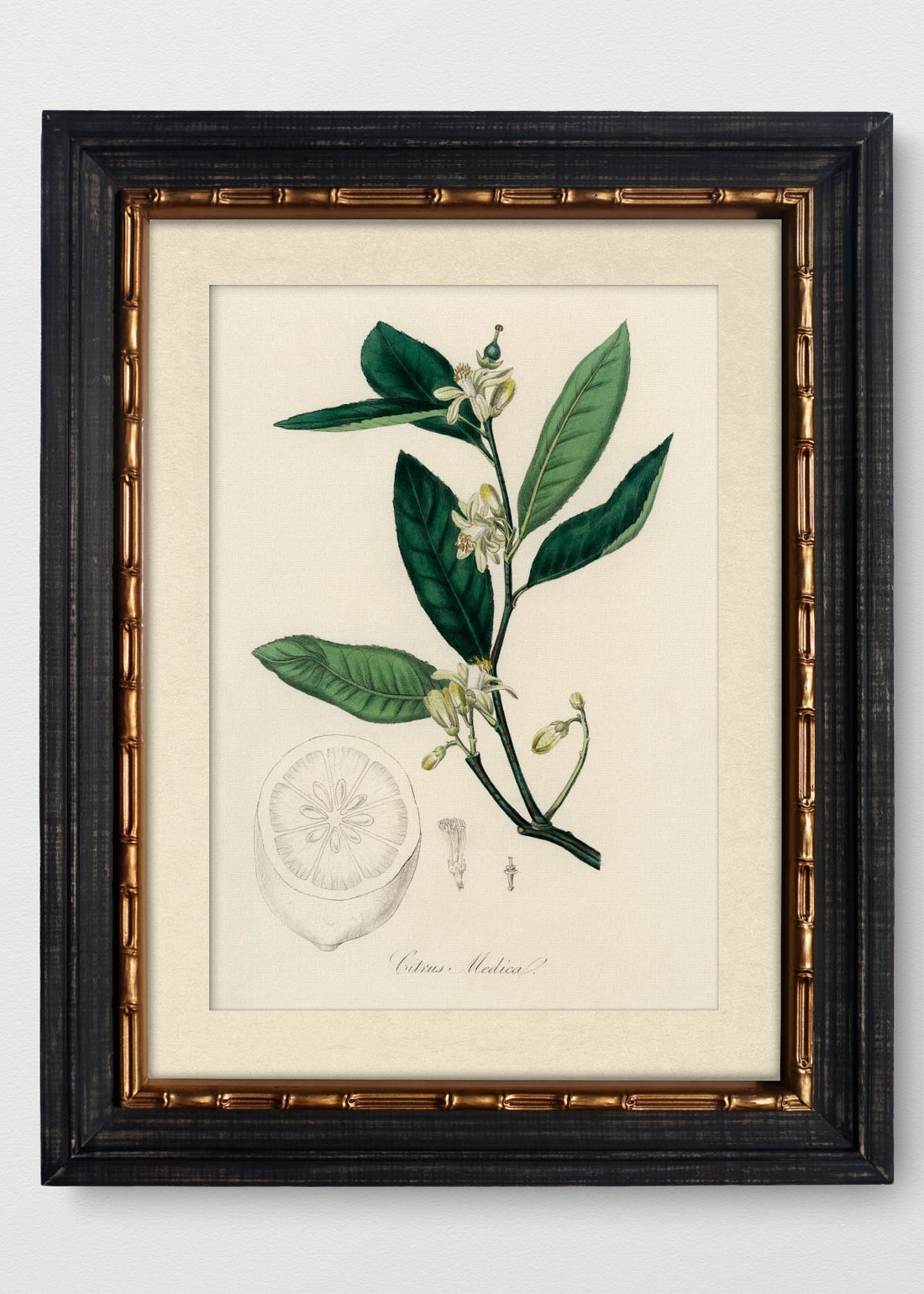 VINTAGE BAMBÚ IMPERIAL BLANCO INVIERNO