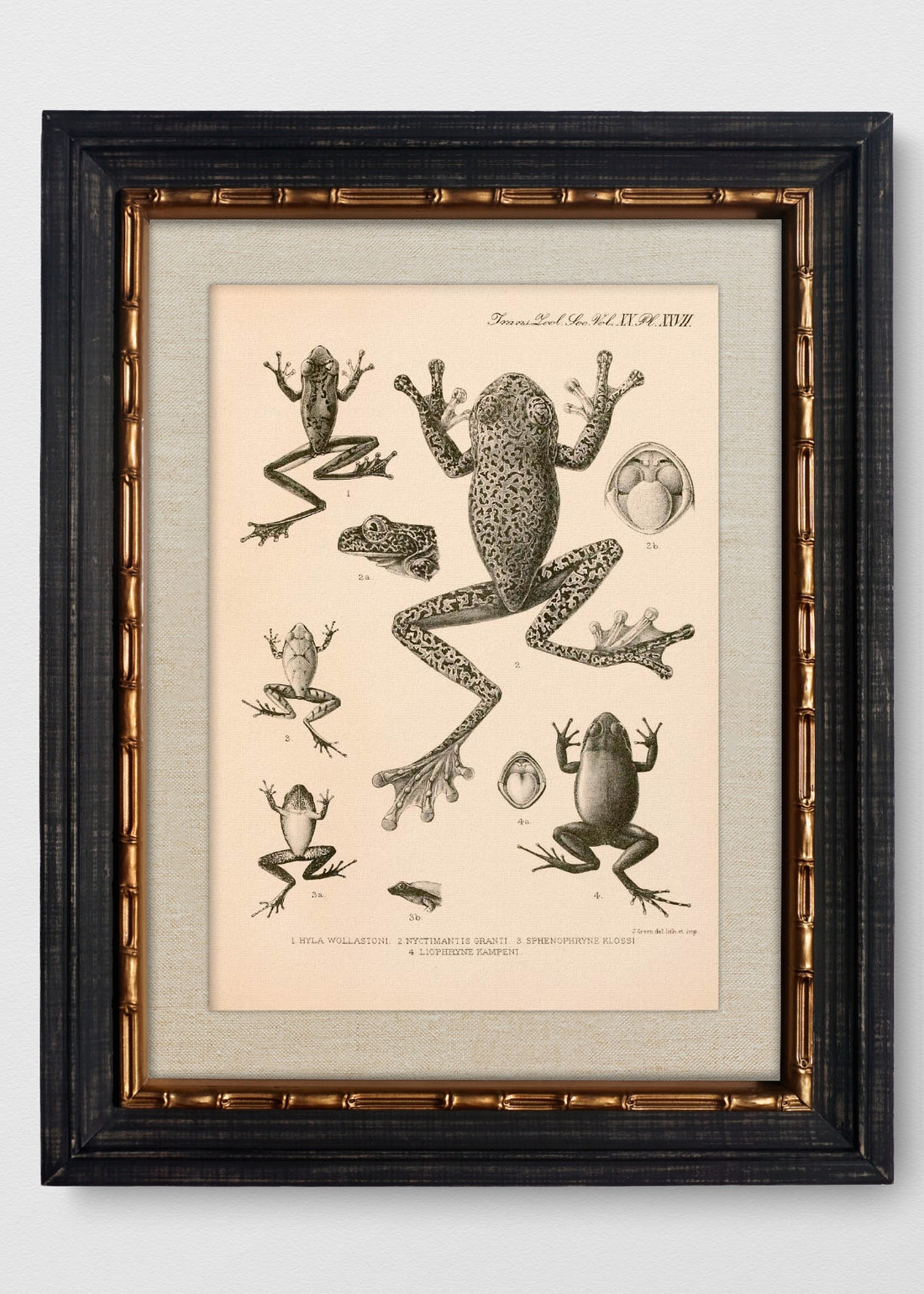 VINTAGE BAMBÚ IMPERIAL LINO CRUDO