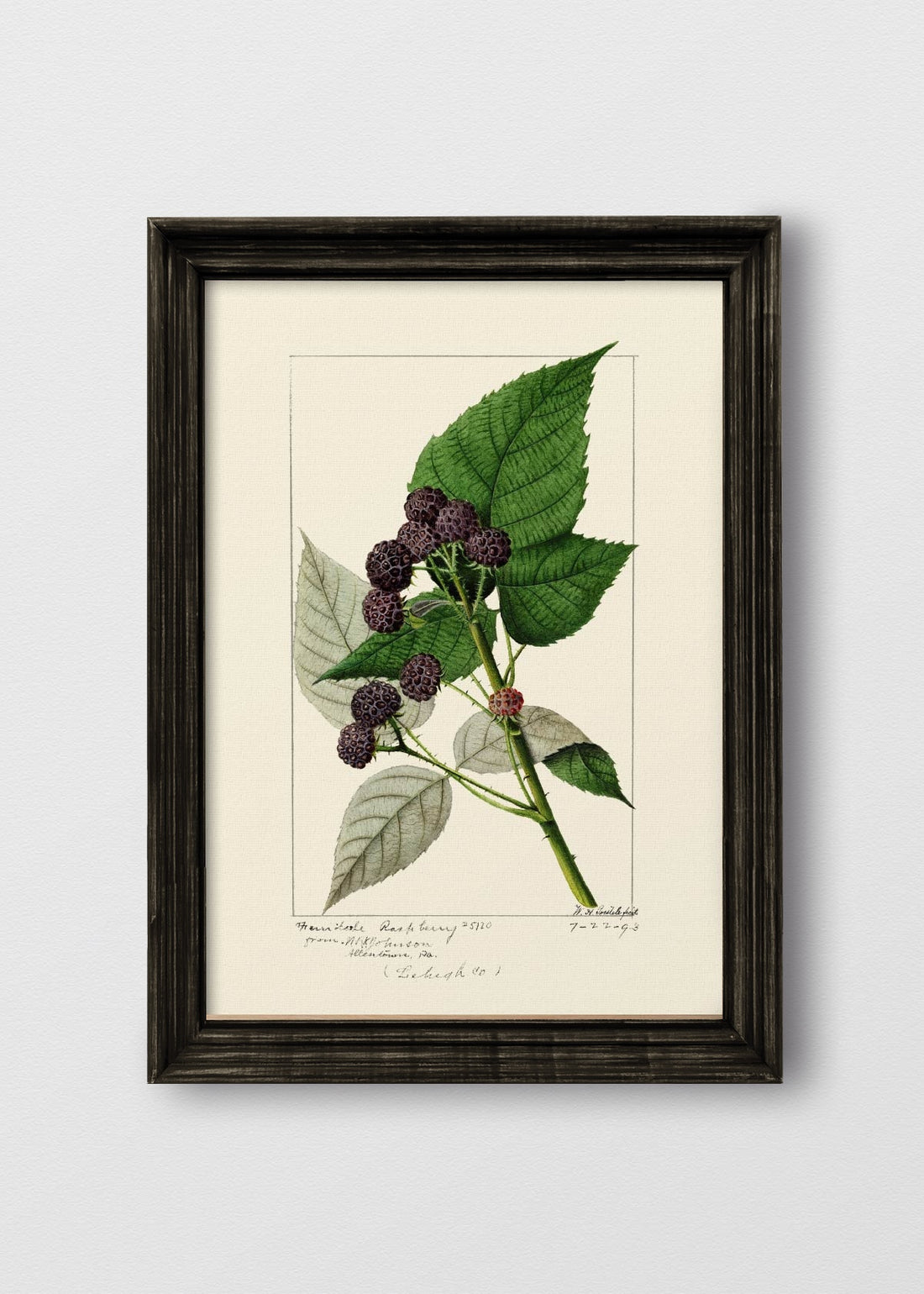 VINTAGE NEGRO NO