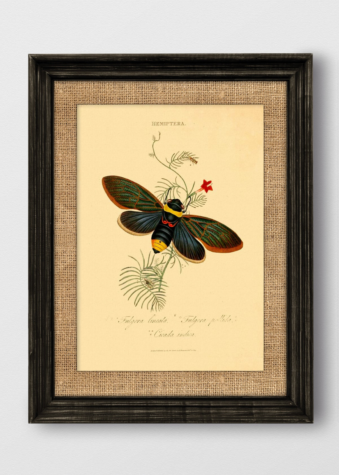 VINTAGE NEGRO ARPILLERA