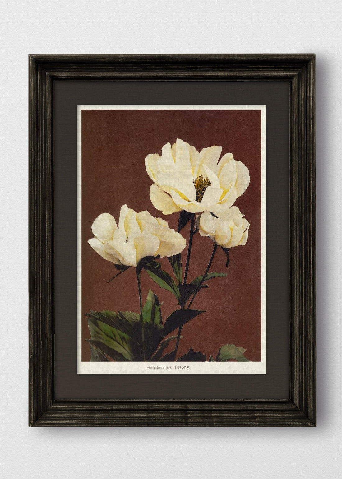 VINTAGE NEGRO LINO NEGRO