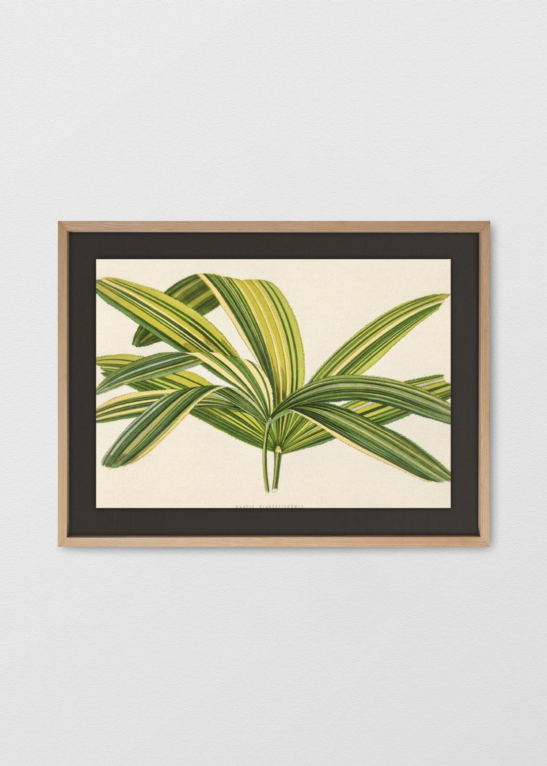 MAÑÍO NATURAL LINO NEGRO