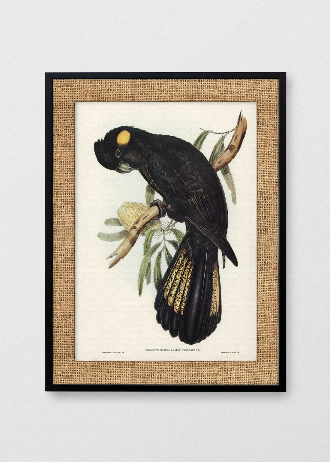 NEGRO ARPILLERA