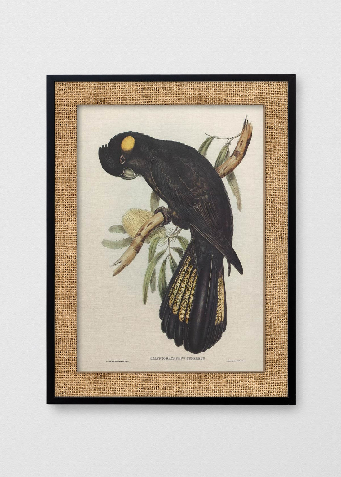 NEGRO ARPILLERA