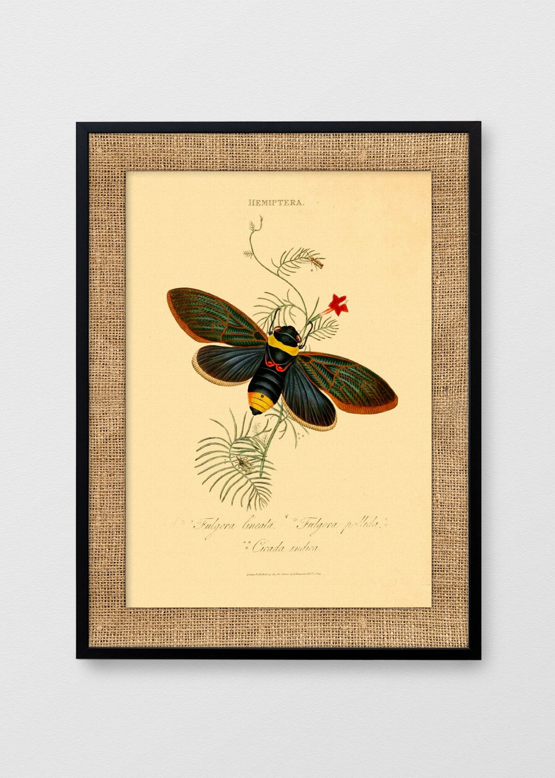 NEGRO ARPILLERA