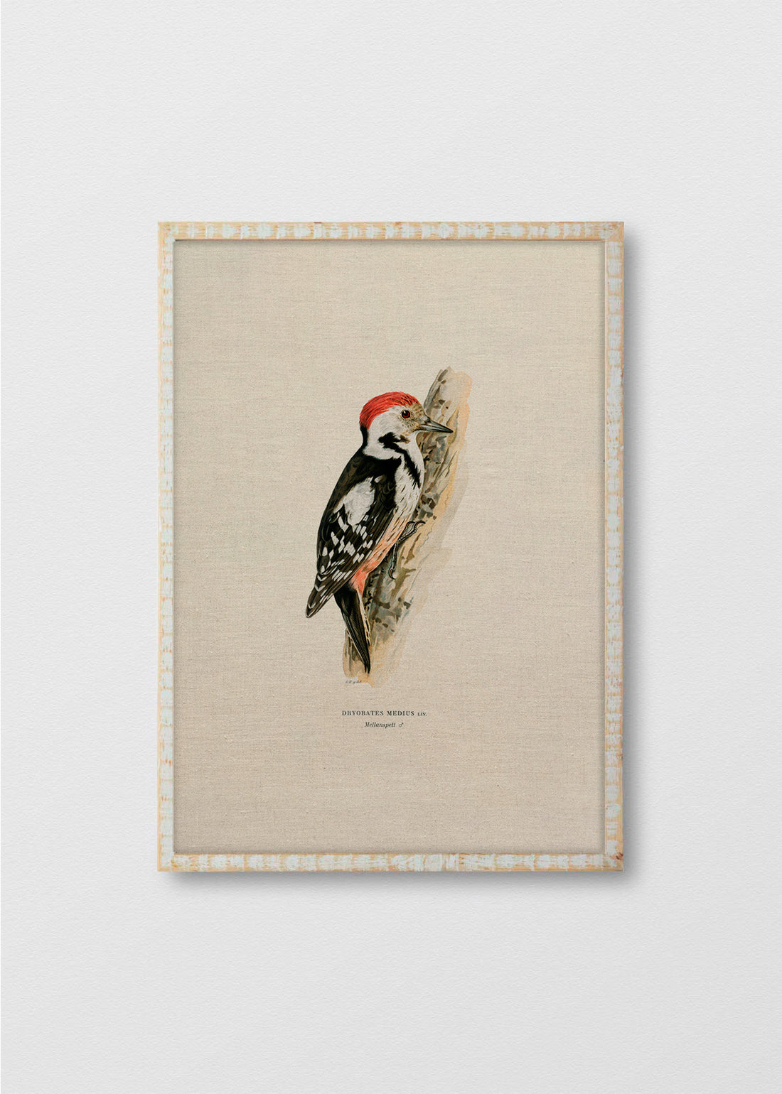 Cuadro lino Pájaro Carpintero - REBAJAS