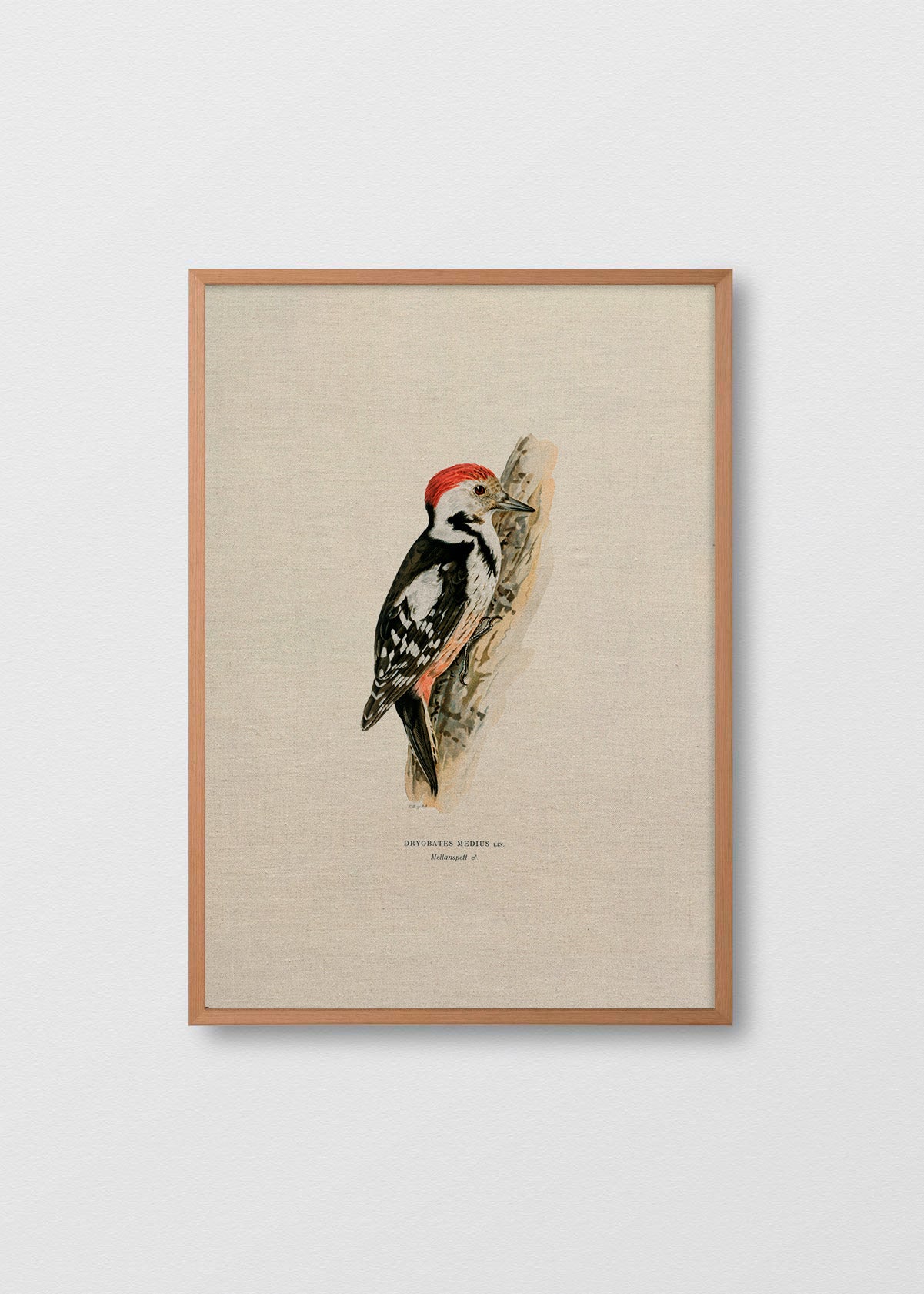 Cuadro lino Pájaro Carpintero