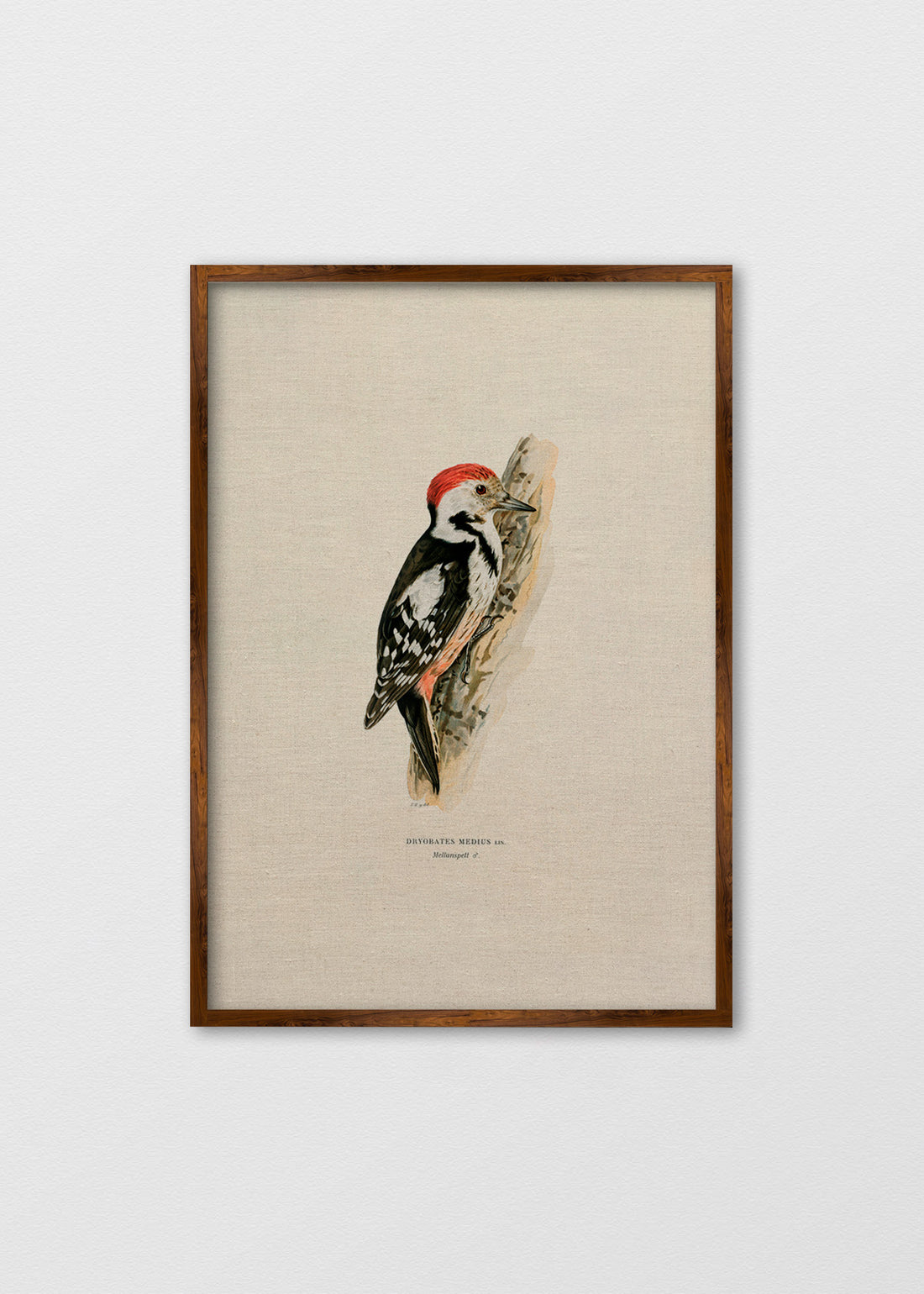 Cuadro lino Pájaro Carpintero - REBAJAS