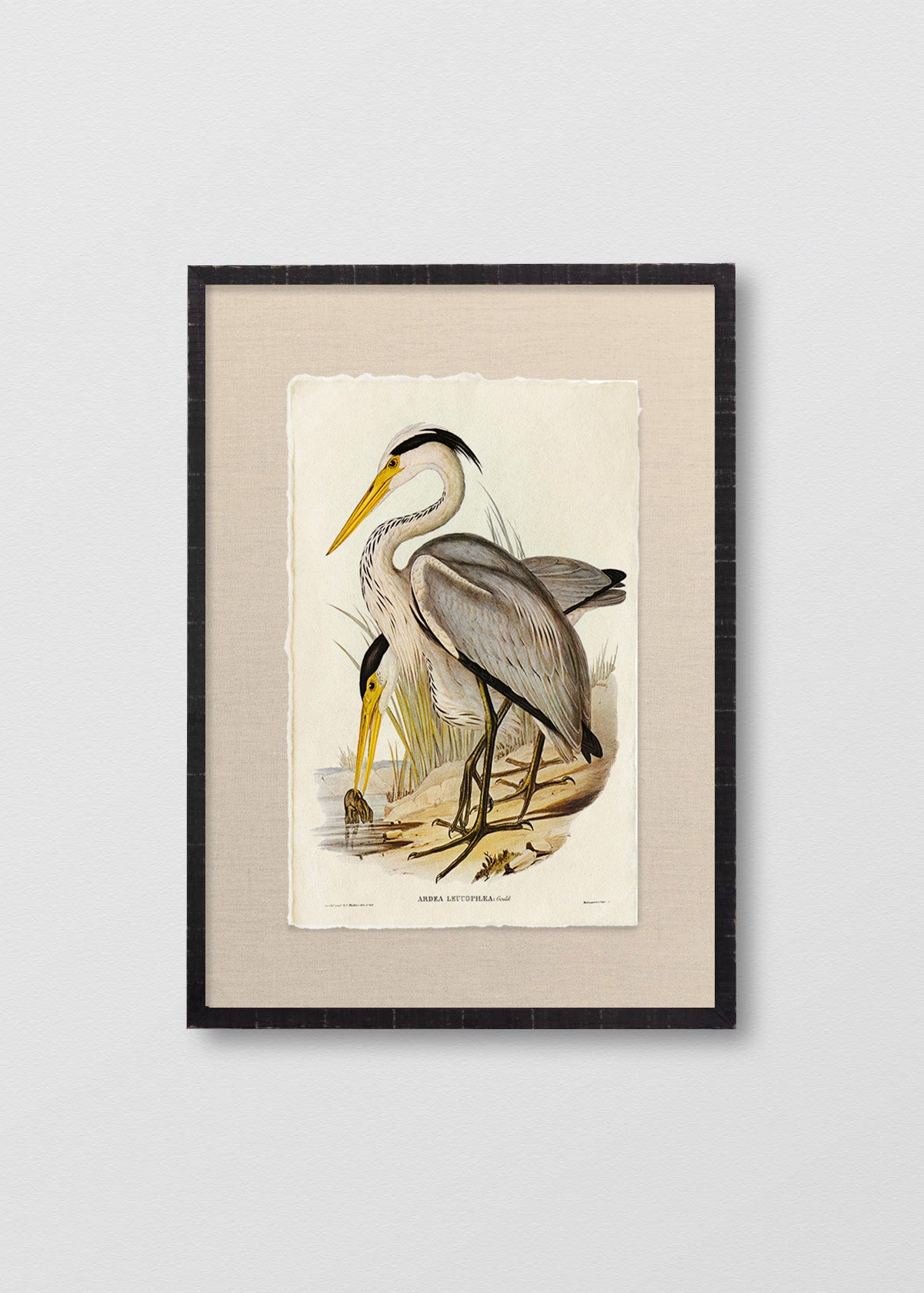 Cuadro Papiro Gran Garza Gris