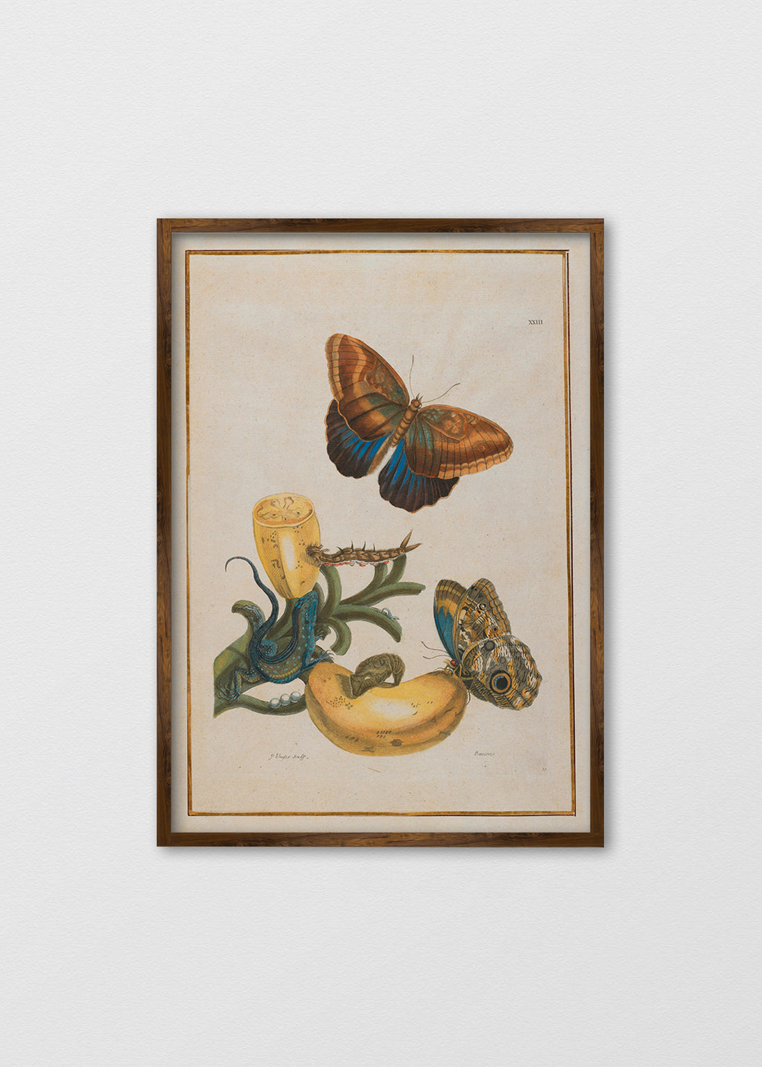 Cuadro Papel algodón Libro Mariposa