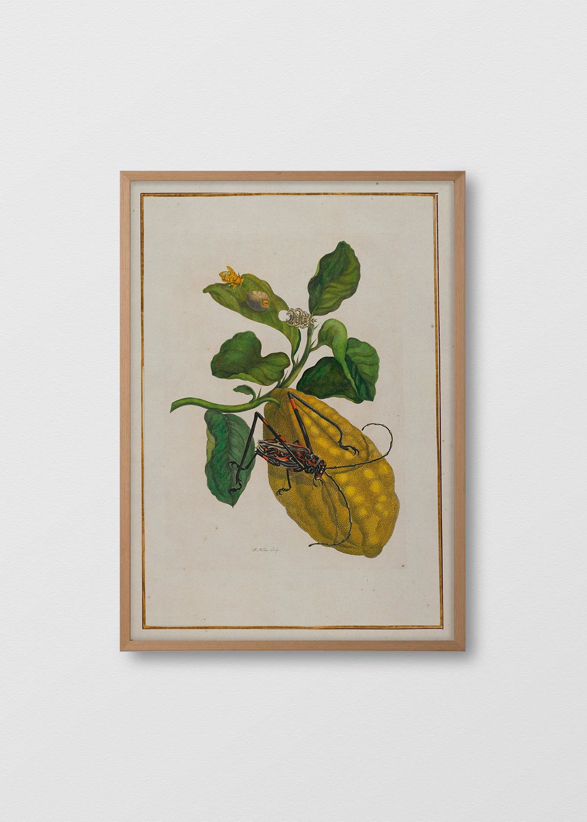 Cuadro Papel algodón Libro Fruta Insecto